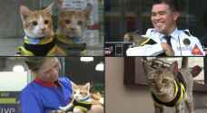 Philippine security guards adopt stray cats