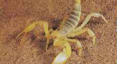 Woman fatally stung by scorpion while sleeping