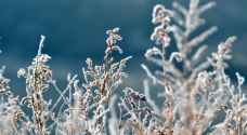 Cold nights, possible frost forecasted