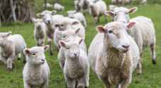 Parents register sheep as students in French school protest