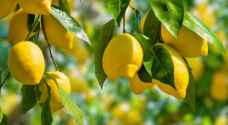 Government promises lower lemon prices in Jordan