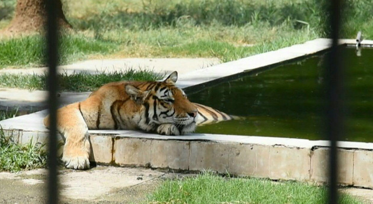 Baghdad Zoo Animals Suffer as Mercury Hits 50 Degrees