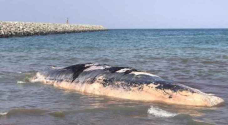 The large animal was found near the Port of Fujairah. 