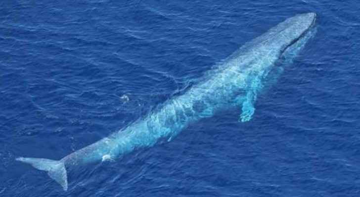 34 HQ Pictures Blue Whale Appearance - Blue Whales By Zeba Shaikh