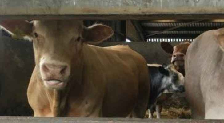 Case of Mad Cow Disease confirmed in UK