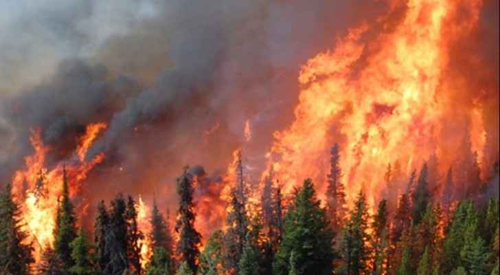 CDD: 85 Ajloun forest fires in past 3 months