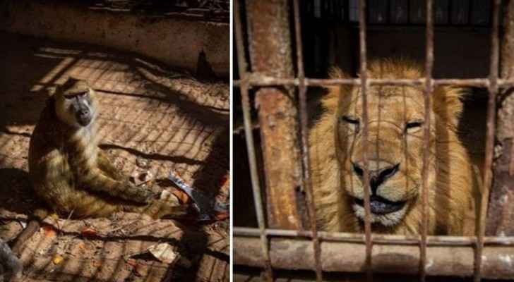 40 animals to be rescued from Gaza zoo to Jordan