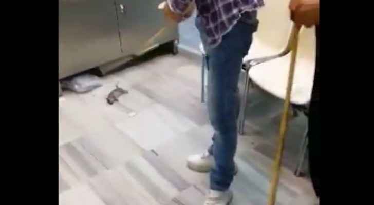 Video: Rat runs around in public hospital in Irbid