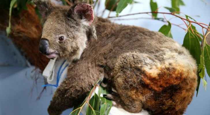 One third of Australia's Kangaroo Island burned in bushfires
