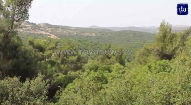 Jordan has 1.3 million dunums of land registered as forests