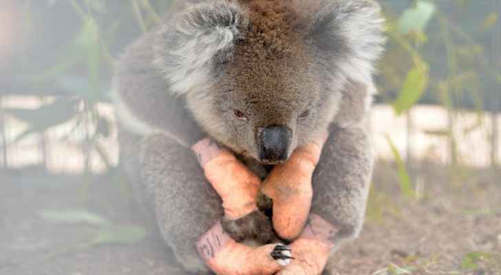 An injured koala sits at the Kangaroo Island Wildlife Park