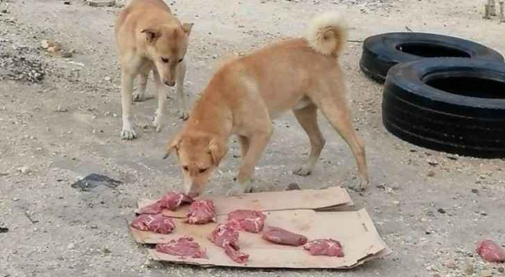 how does raw meat affect dogs