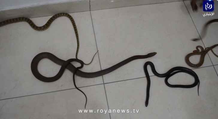 Snake sanctuary to be established in Jordan