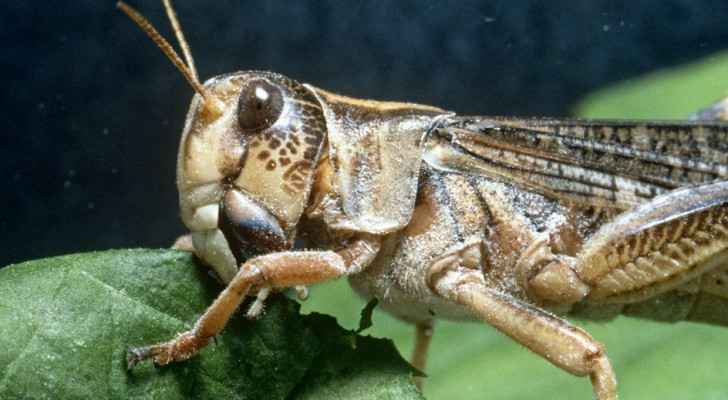 'Rare' winds blow locust swarms into northeast Lebanon