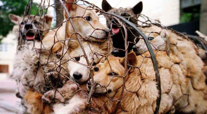 68 dogs saved from slaughter ahead of Yulin dog meat festival