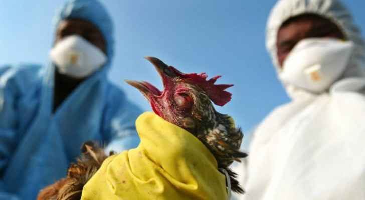 Bird flu spreads in Asia and Europe