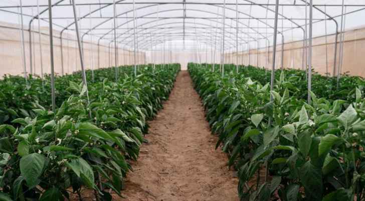 Millennium Farms receives GLOBALG.A.P. Certification