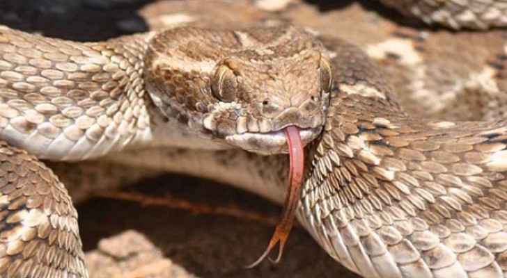 Man dies due to venomous snake bite in northern Jordan Valley