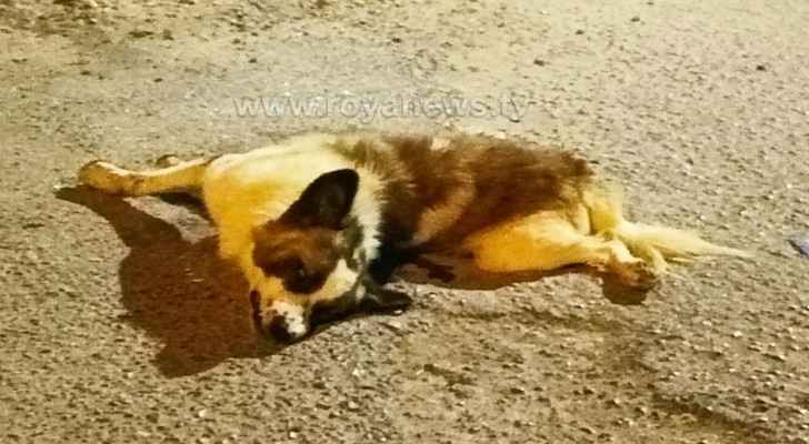 Unknown assailants shoot dead stray dogs in Ma'an