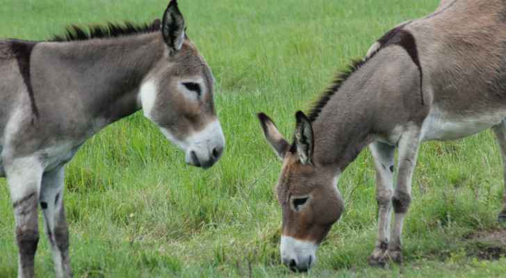 Israeli Occupation bans Gaza from importing donkeys