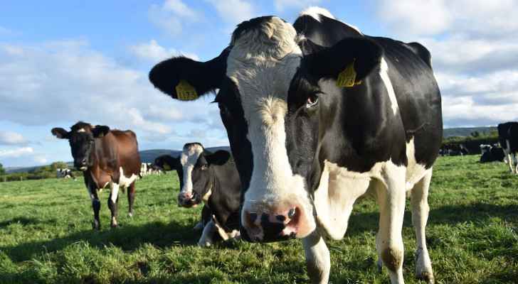 Agriculture Ministry denies outbreak of foot and mouth disease among cows