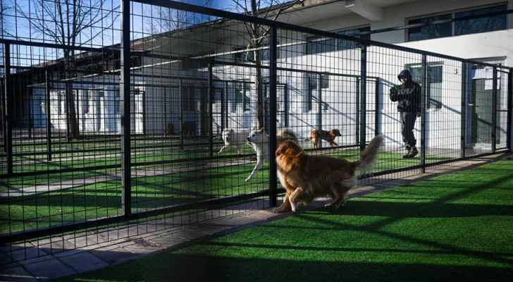 China's pet sitters back in business after COVID reopening