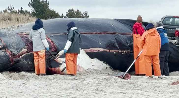 Carcass of humpback whale washes up on US shore