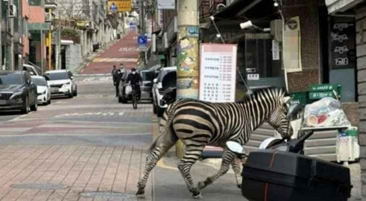 Young zebra roams streets of Seoul