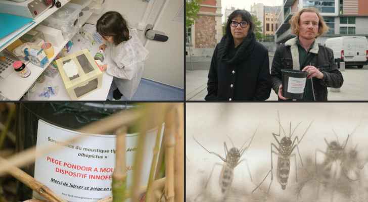 Increased presence of 'invasive' tiger mosquito in France