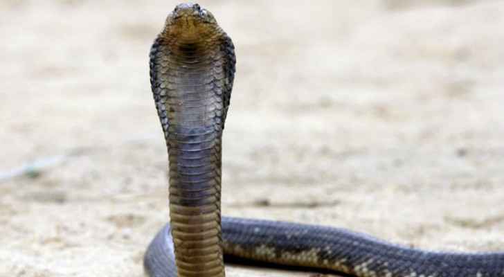 Student bitten by snake at private school in Irbid