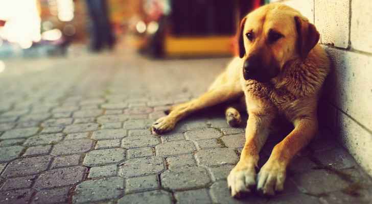Man sues Amman Municipality, Health Ministry after stray dog attack