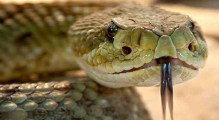 Child bitten by snake at Irbid private school in stable condition: Education Ministry