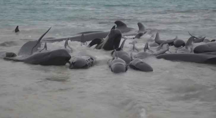 More than 50 pilot whales die after mass stranding in western Australia