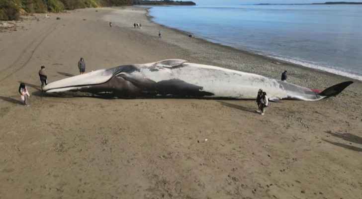 Huge blue whale washes ashore in southern Chile