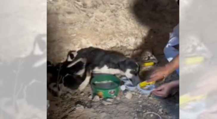 Starving dog, puppies rescued in Mafraq
