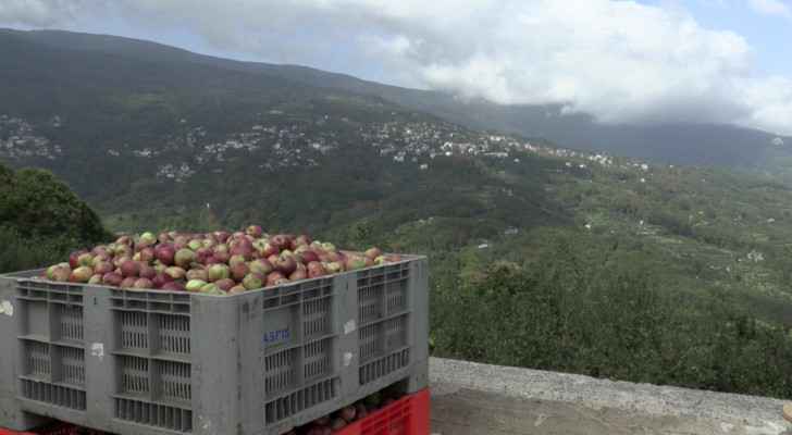 'Zero income' after storms ravage famed Greek apple harvest