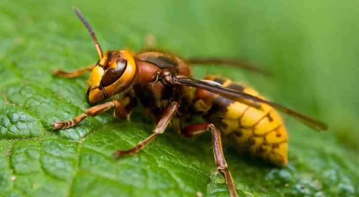 A Wasp. (Illustrative image) 