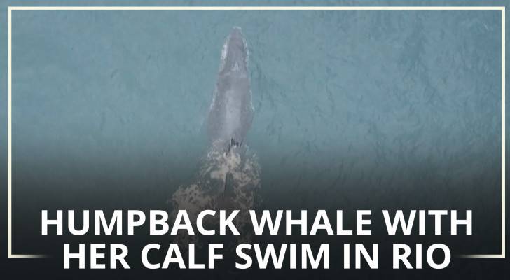 Humpback whale with her calf swim in Rio